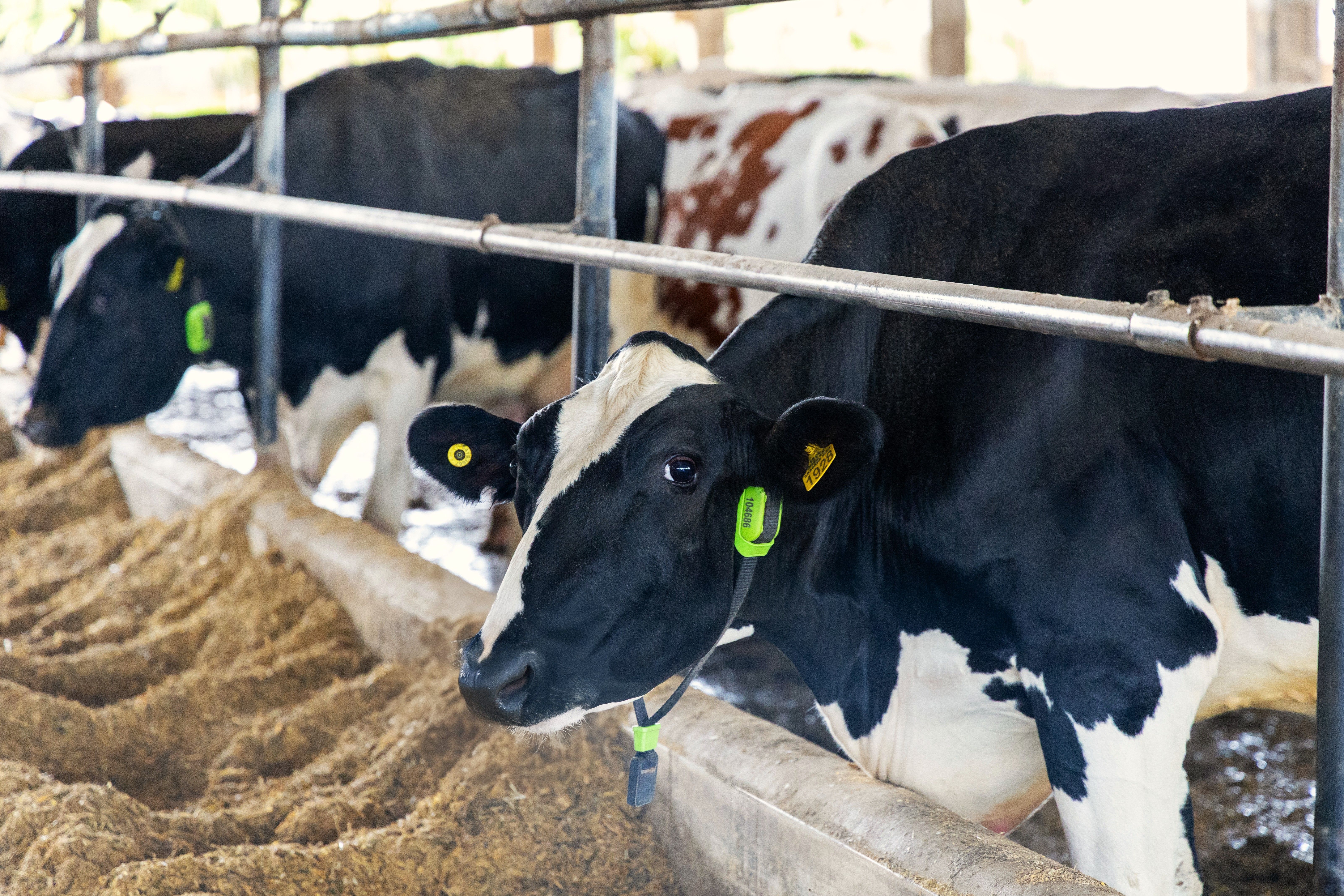 Photo/illustration from Cowmed (published on CNN Brasil) showing dairy cows with smart‑collar monitoring &mdash; the collars generate the digital IDs used to link individual animals to the tokenized collateral for the R$100,000 CPR‑F registered on B3.